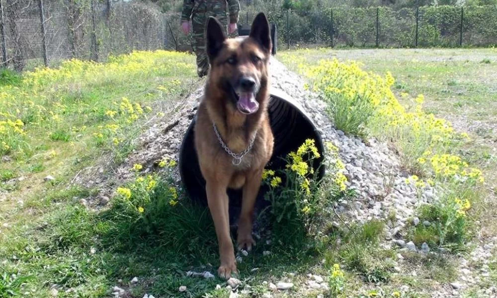 Στα ''σκαριά'' η ''κατάταξη'' 23 στρατιωτικών σκύλων στην Πολεμική Αεροπορία